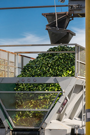 PicklingCucumber_Vlaspik_Processing_MI_0416