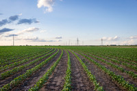RRXCottonTexas_cdp_4258