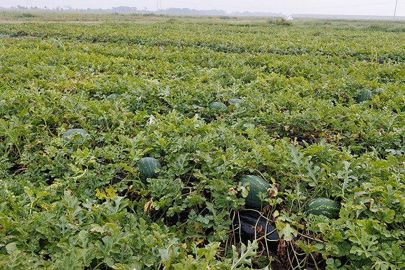 Seminis2022_FL_JEM_2376