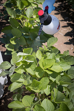 NL_Soybeans_072319_Carbondale_94