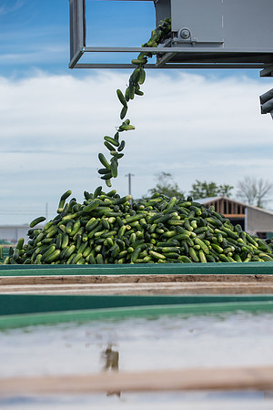 PicklingCucumber_Vlaspik_Processing_MI_0628