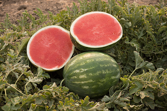 Watermelon_SVWA6179_CA_7