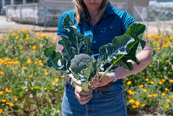 Skymark_Broccoli_75