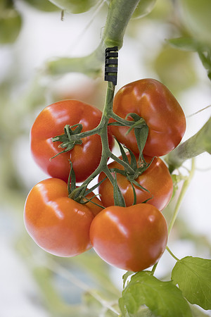 Tomato_DRTC1053_57