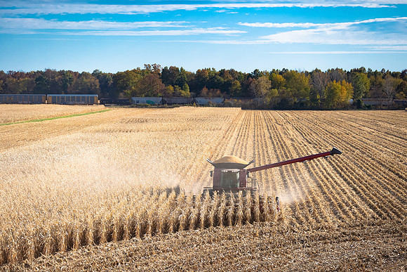 NL_Corn_Harvest_2019_c_449