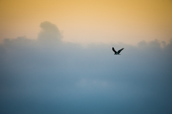 Bird flying in front of colorful clouds
