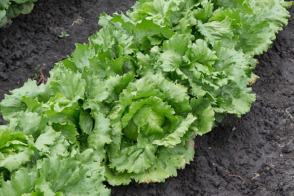 Lettuce_Sahara_MX_0004