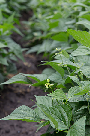 GreenBean_Giolli_MX_0020