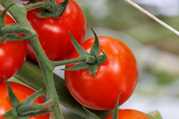 Tomato_Pelligrino_88-2