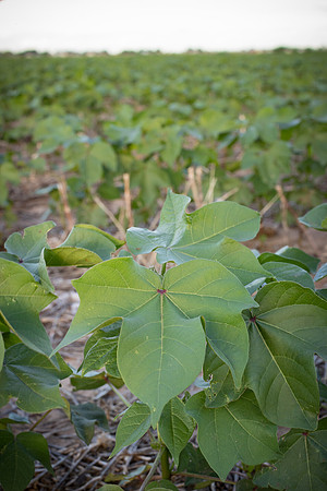 RRXCottonTexas_cdp_4283