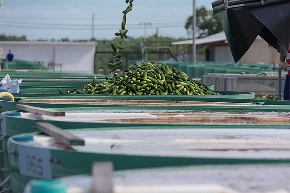 PicklingCucumber_Vlaspik_Processing_MI_0597