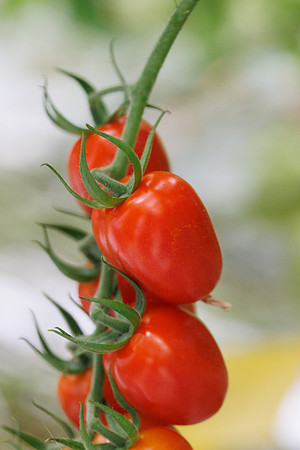 Tomato_Strabini_40