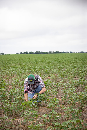 RRXCottonTexas_cdp_5102