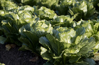 Lettuce_SV2988LG_CA_0023