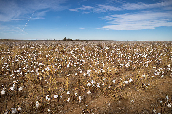 RRXCottonTexas_cdp_1909