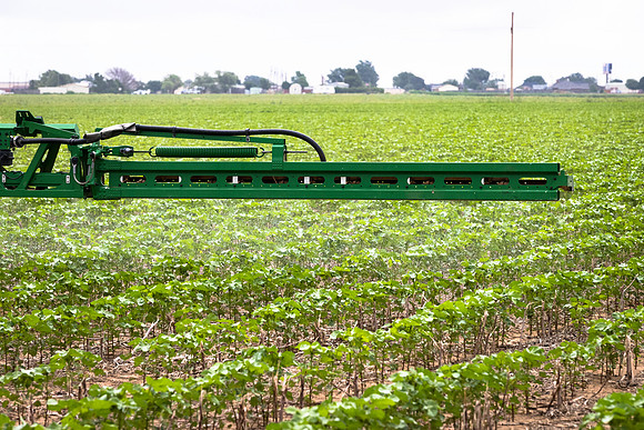 RRXCottonTexas_cdp_5058