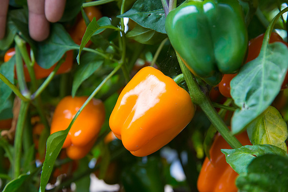 SweetPeppers_SV3936PS_CA_0030