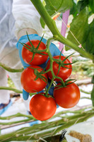 Tomato_Prodice_16