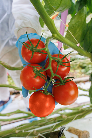 Tomato_Prodice_16
