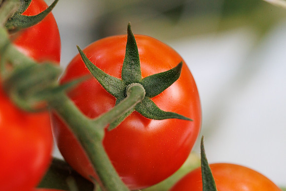 Tomato_Pelligrino_77