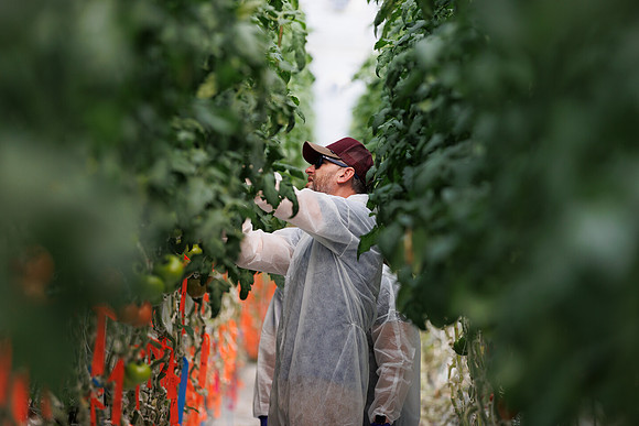 Tomato_DeRuiter_Kingsville_2022_669