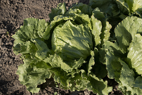 Lettuce_SV0822LG_CA_0002