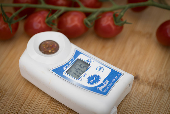 Tomato_Devoured_371