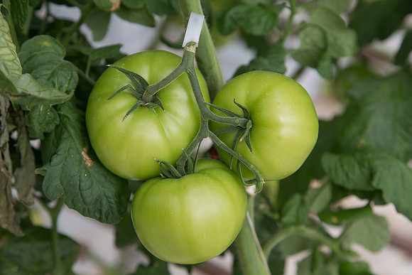 Tomato_Terero_MX_0041