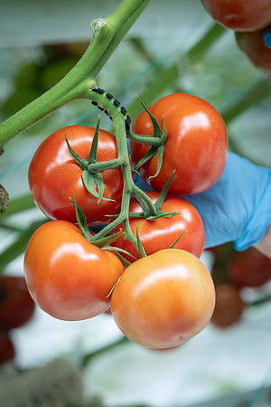 Tomatoes_DRTH1055_17