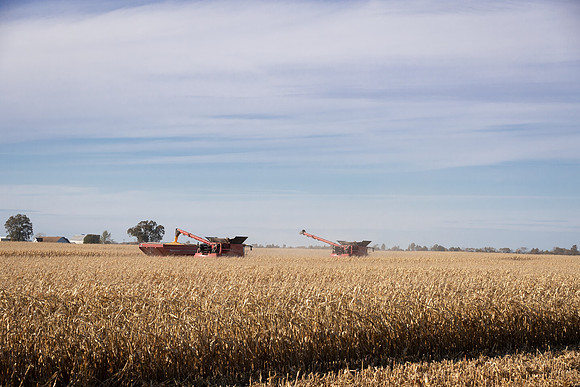 NL_Corn_Harvest_2019_c_212