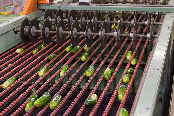 PicklingCucumber_Vlaspik_Processing_MI_0267