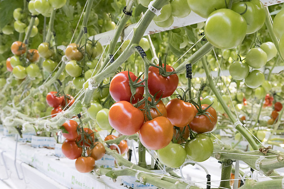 Tomato_DRTC1053_37