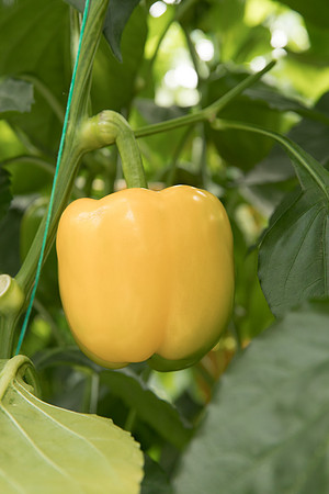 Peppers_DR1329PB_0043