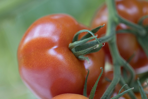 Tomato_DRTC1053_115