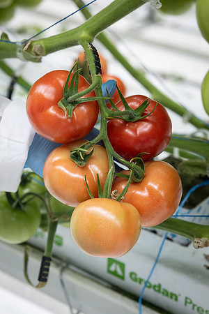 Tomatoes_DRTH1060_10