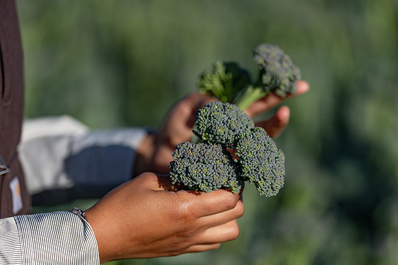 Sibsey_Broccoli_53