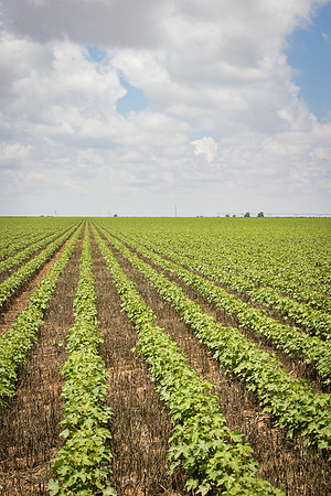 RRXCottonTexas_cdp_5442