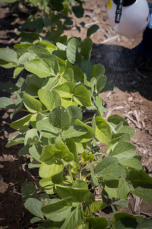 NL_Soybeans_072319_Carbondale_164