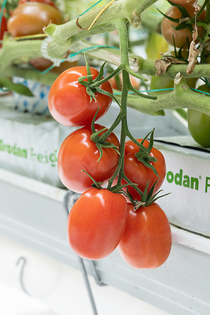 Tomatoes_DRTJ4081_14