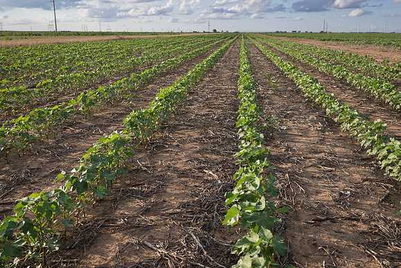 RRXCottonTexas_cdp_4212