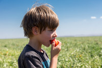 Tomato_SV8516TM_CA_00016