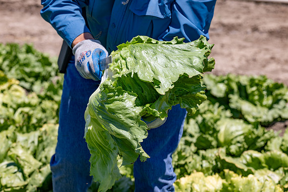Moneyball_Lettuce_143