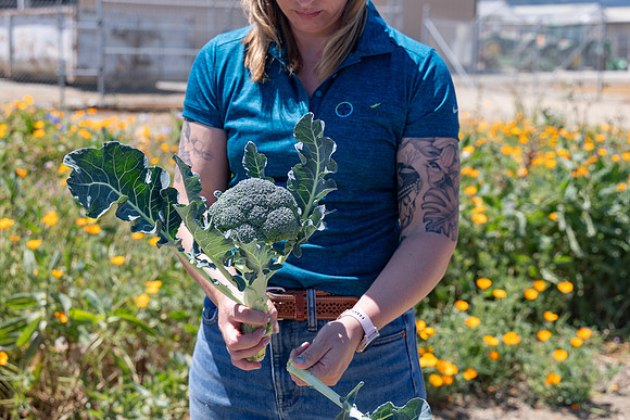 Skymark_Broccoli_84