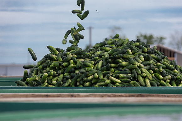 PicklingCucumber_Vlaspik_Processing_MI_0616