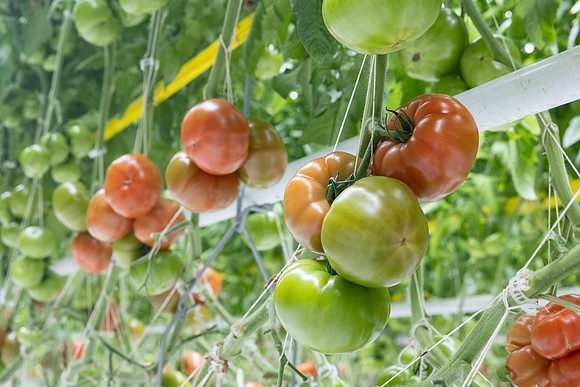 Tomatoes_DRTH5066_50