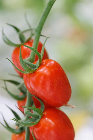 Tomato_Strabini_31