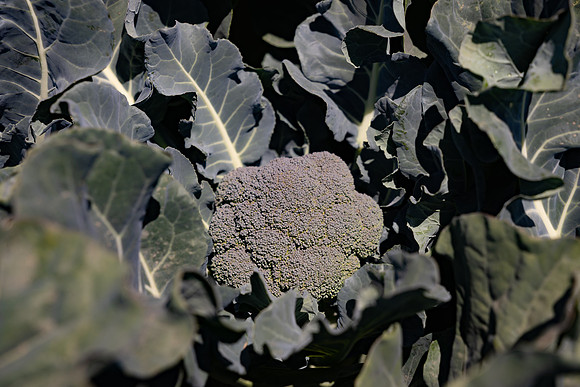 Skymark_Broccoli_35