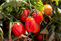 Tomato_SV8516TM_CA_00005
