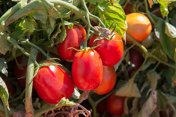 Tomato_SV8516TM_CA_00005