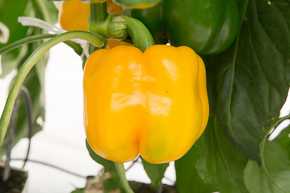 BellPepper_Striker_MX_0026